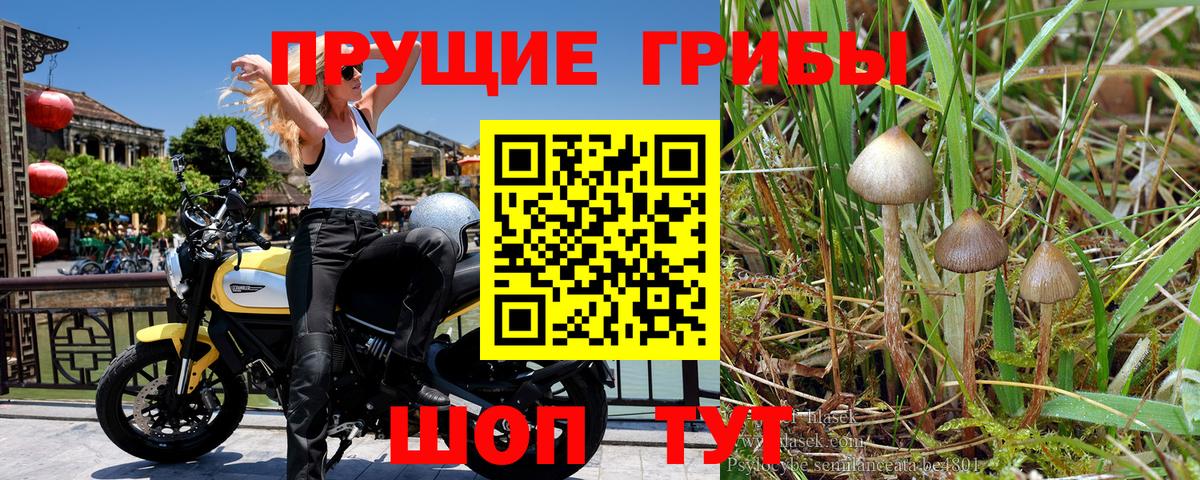 Псилоцибиновые грибы Psilocybe Новозыбков